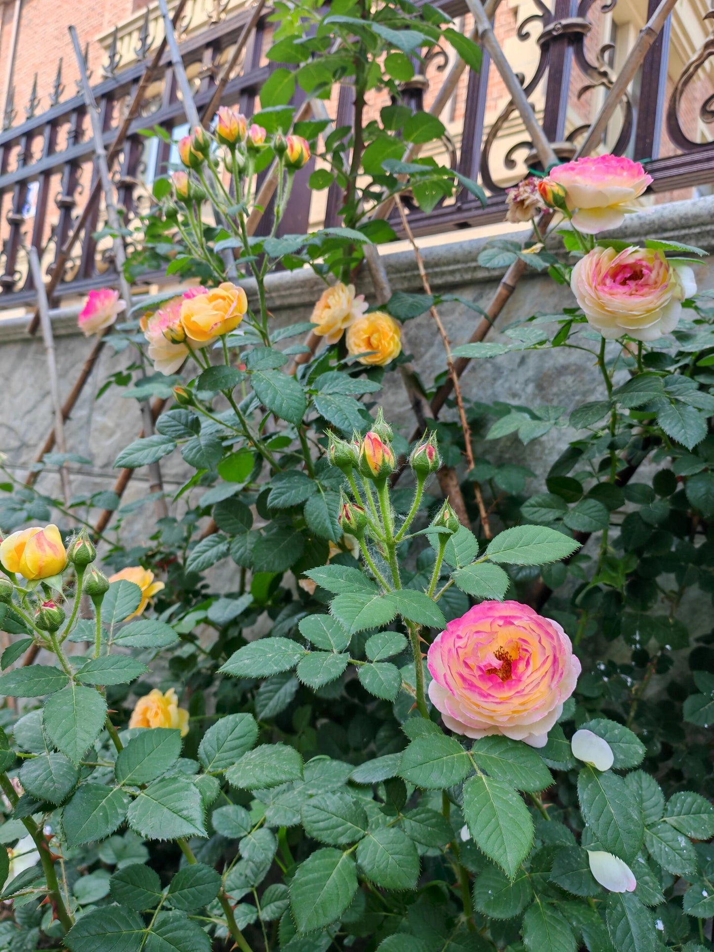 Climbing Rose  ‘ Rosomane Janon | 罗曼尼 詹森 ’