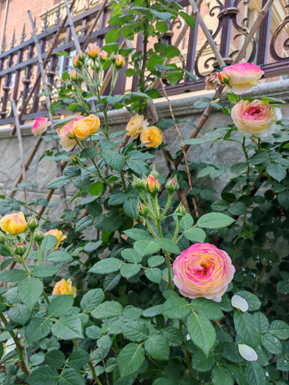 Climbing Rose  ‘ Rosomane Janon | 罗曼尼 詹森 ’