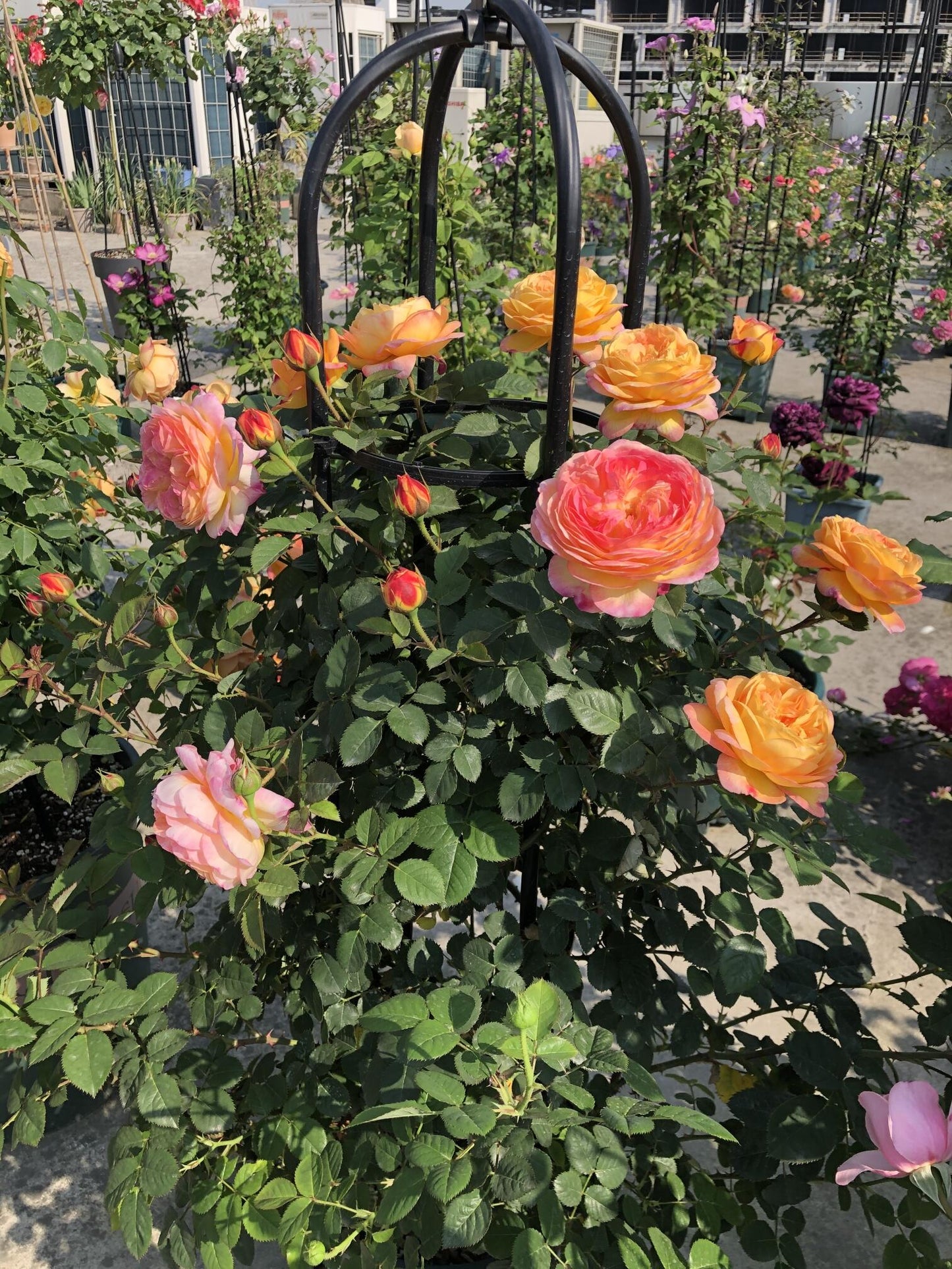 Climbing Rose  ‘ Rosomane Janon | 罗曼尼 詹森 ’