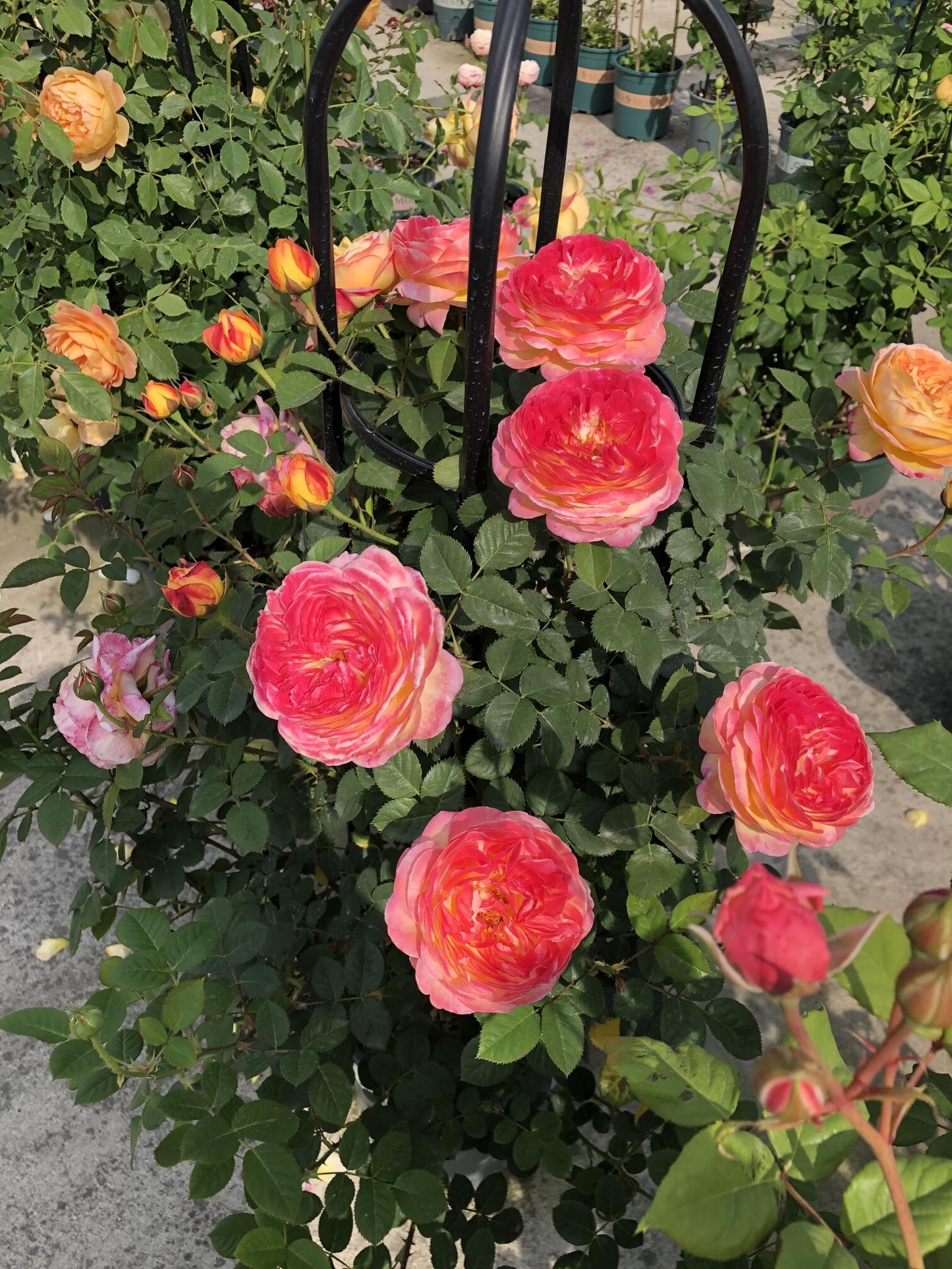 Climbing Rose  ‘ Rosomane Janon | 罗曼尼 詹森 ’