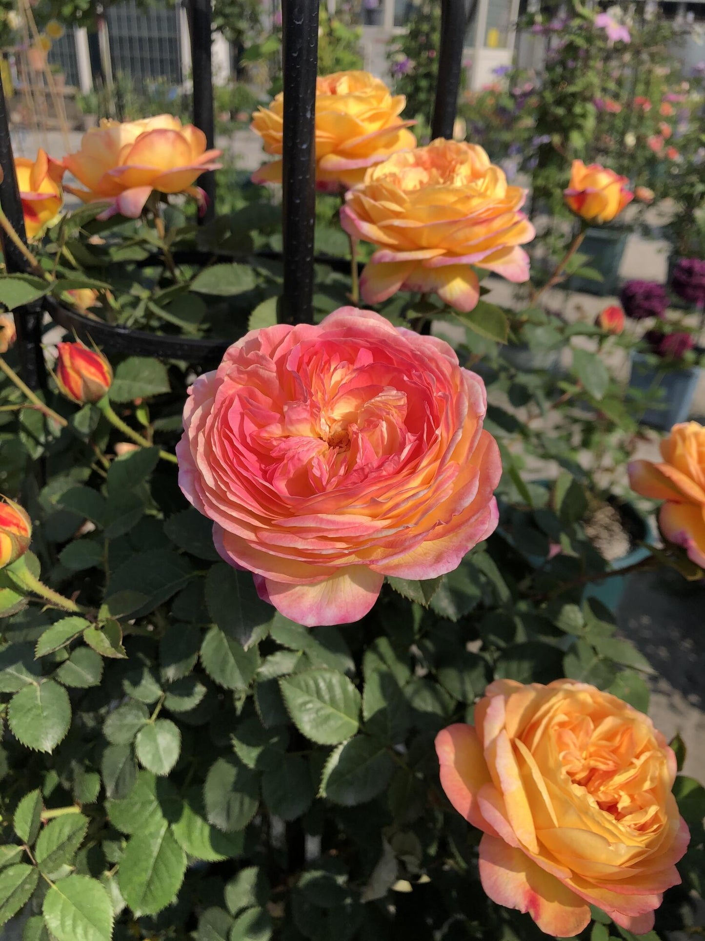 Climbing Rose  ‘ Rosomane Janon | 罗曼尼 詹森 ’