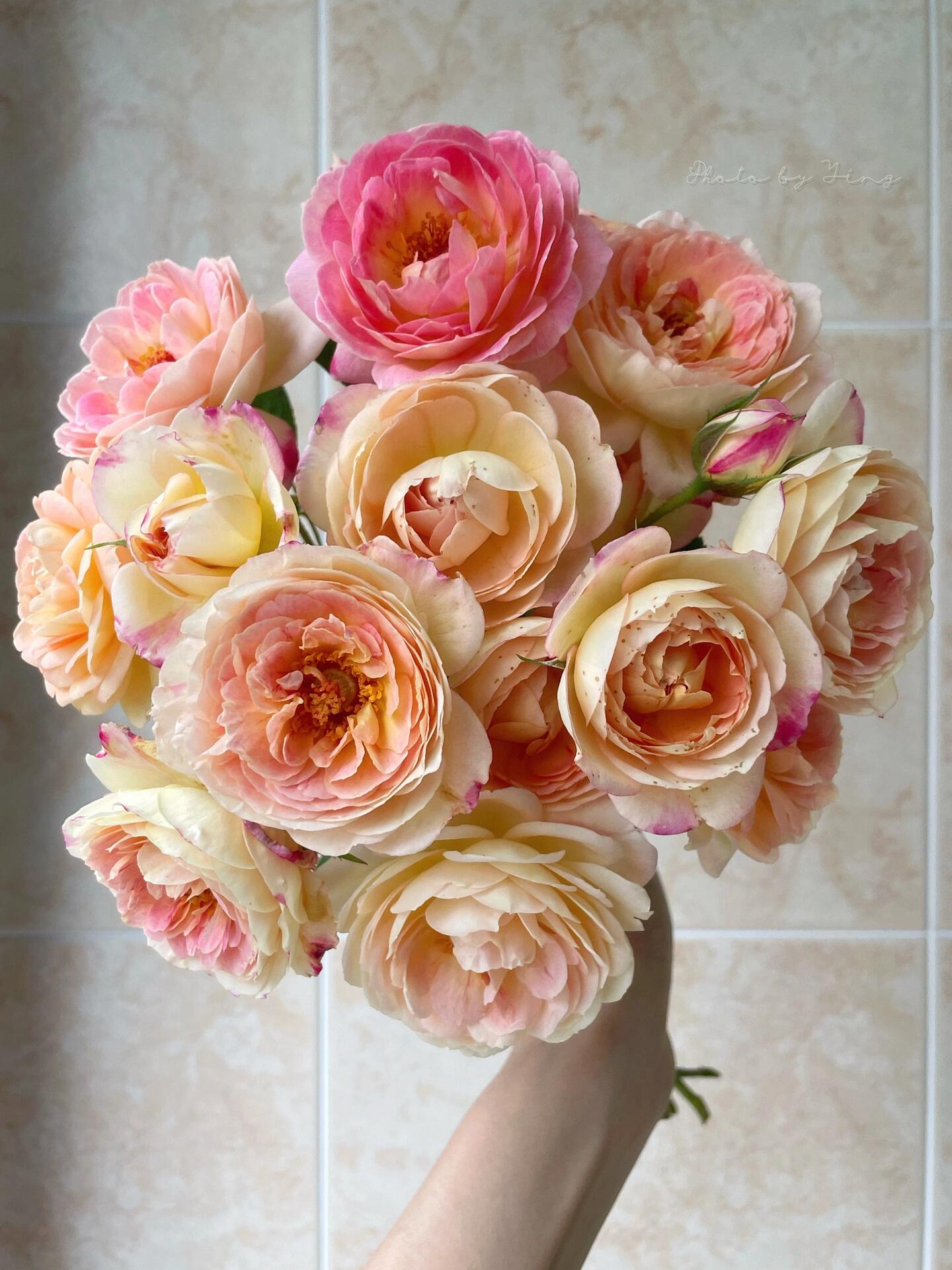 Climbing Rose  ‘ Rosomane Janon | 罗曼尼 詹森 ’