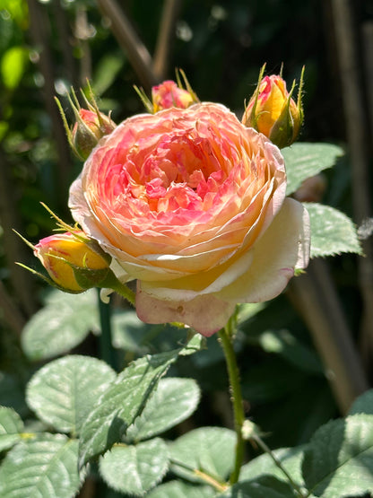 Climbing Rose  ‘ Rosomane Janon | 罗曼尼 詹森 ’