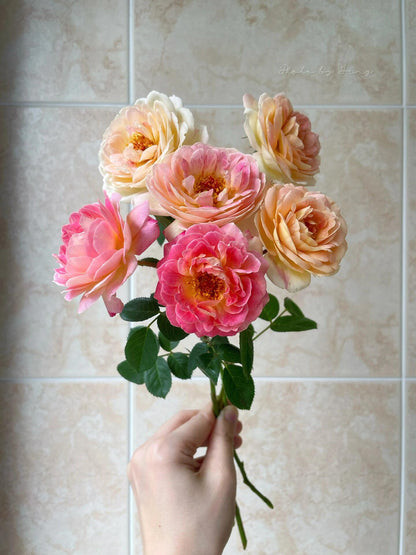 Climbing Rose  ‘ Rosomane Janon | 罗曼尼 詹森 ’