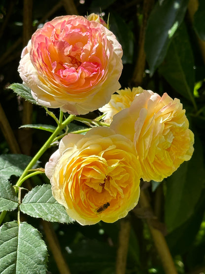 Climbing Rose  ‘ Rosomane Janon | 罗曼尼 詹森 ’