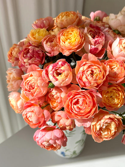 Rose  ‘ Juice Splash Rose  | 果汁飛沫のバラ  | 果汁飞溅  ‘