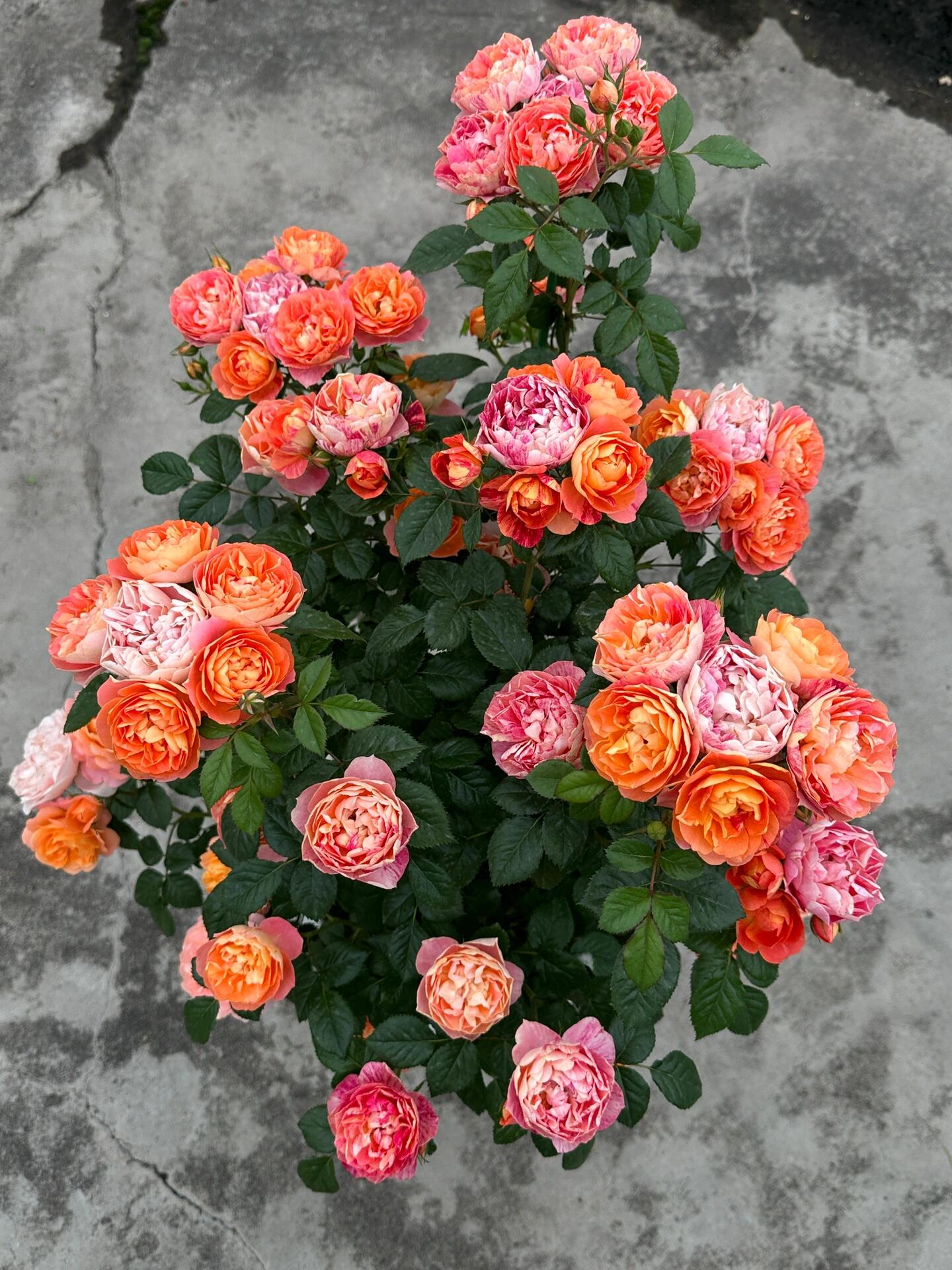 Rose  ‘ Juice Splash Rose  | 果汁飛沫のバラ  | 果汁飞溅  ‘
