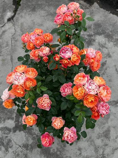 Rose  ‘ Juice Splash Rose  | 果汁飛沫のバラ  | 果汁飞溅  ‘