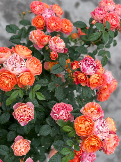 Rose  ‘ Juice Splash Rose  | 果汁飛沫のバラ  | 果汁飞溅  ‘