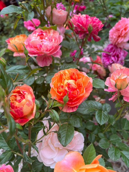 Rose  ‘ Juice Splash Rose  | 果汁飛沫のバラ  | 果汁飞溅  ‘
