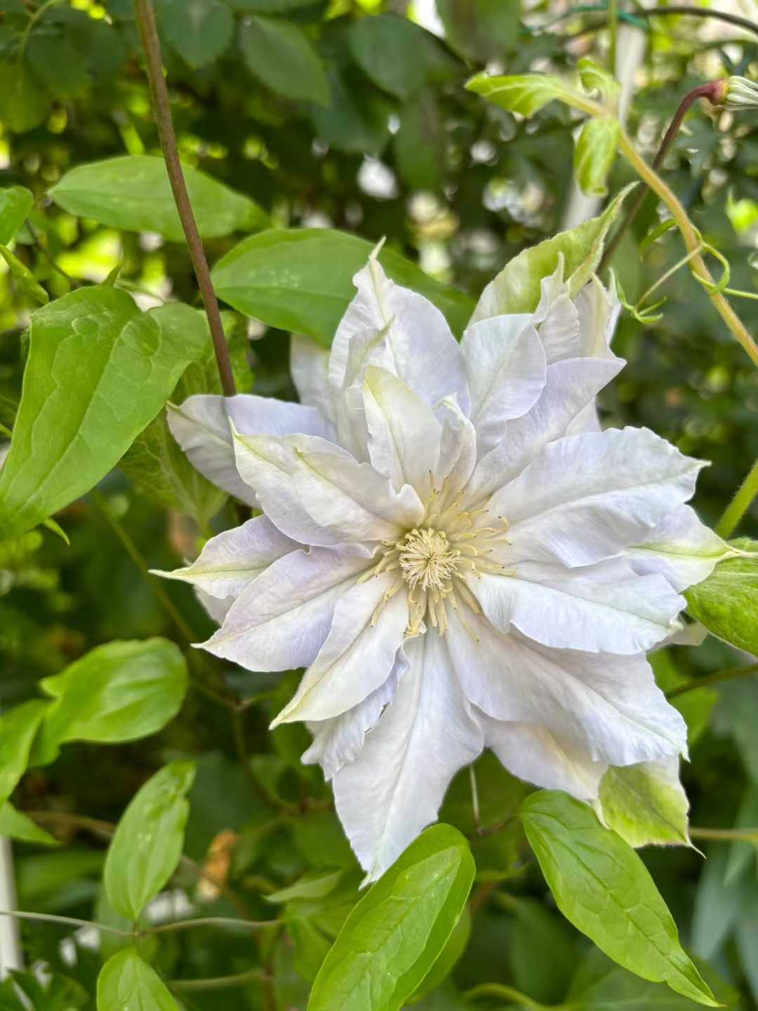 Clematis  ‘chalcedony｜玉髓’