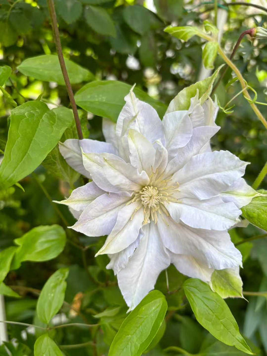 Clematis  ‘chalcedony｜玉髓’