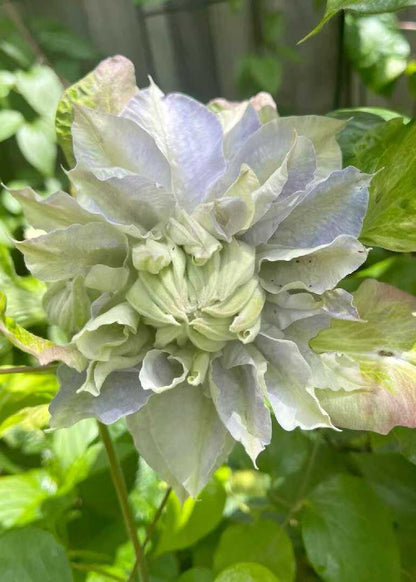 Clematis  ‘chalcedony｜玉髓’