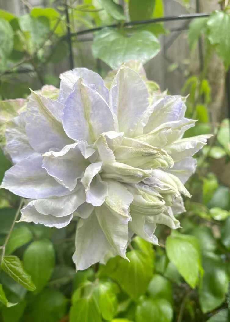 Clematis  ‘chalcedony｜玉髓’
