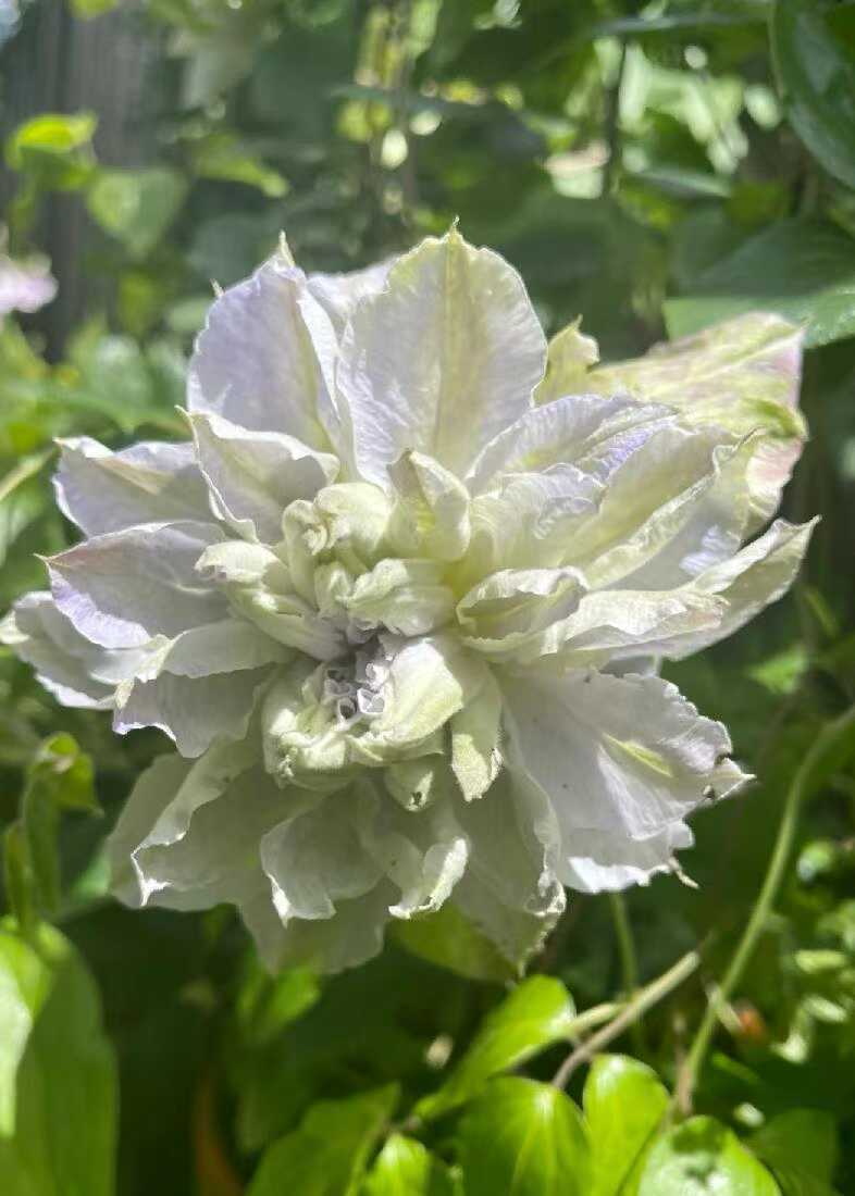Clematis  ‘chalcedony｜玉髓’