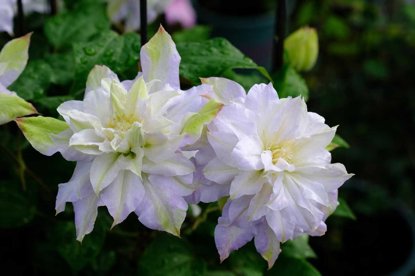 Clematis  ‘chalcedony｜玉髓’