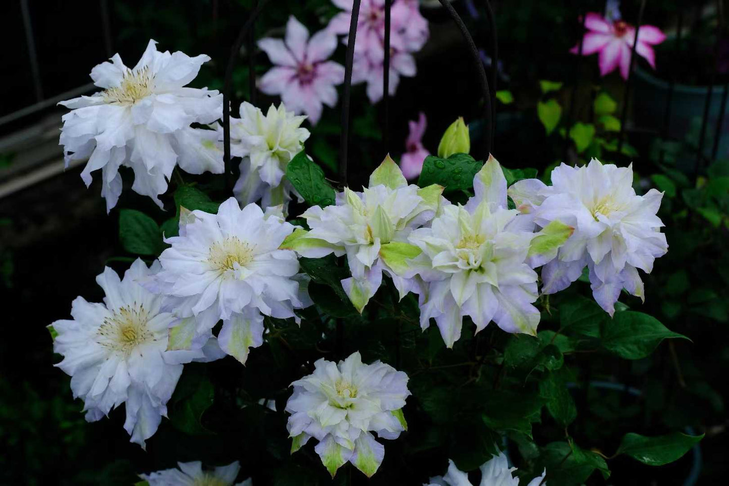 Clematis  ‘chalcedony｜玉髓’