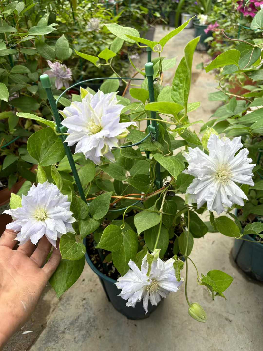 Clematis  ‘chalcedony｜玉髓’