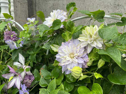 Clematis  ‘chalcedony｜玉髓’
