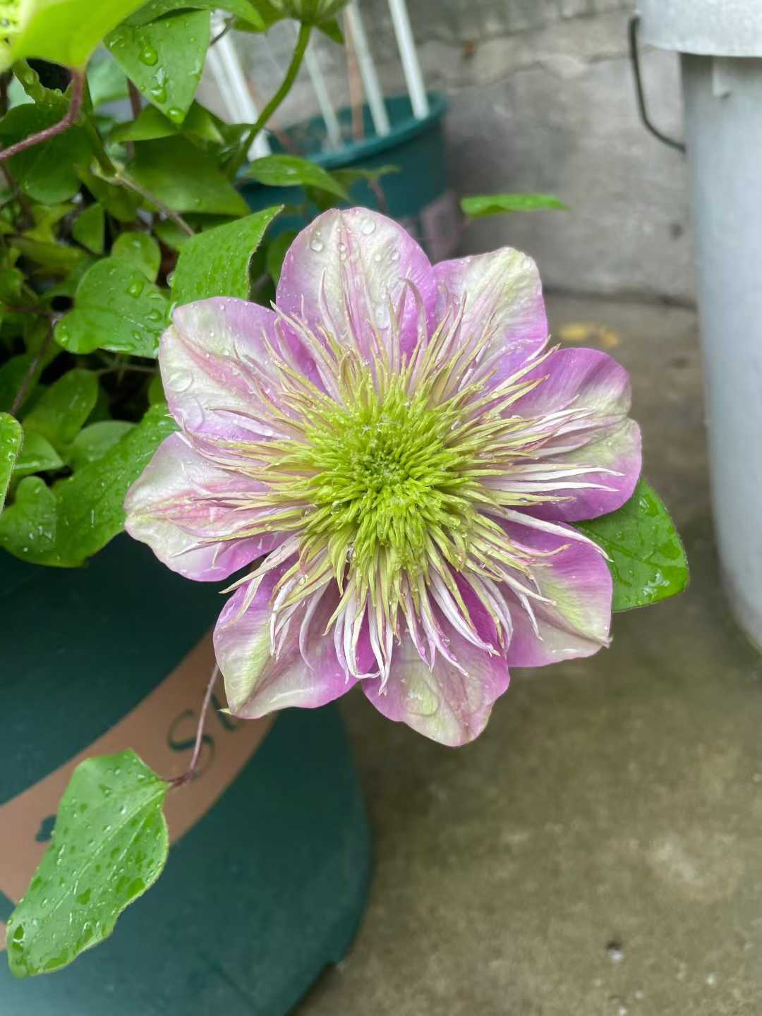 Yellow Flower – Kisaki Plant