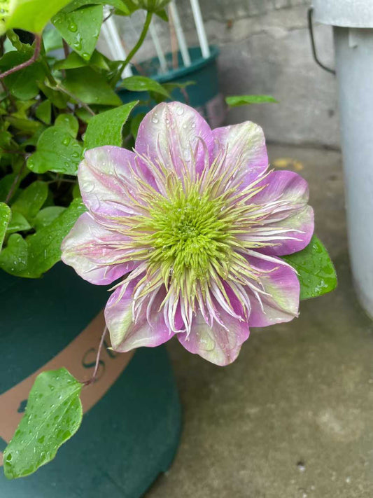 Clematis ' Kaiser | 皇帝‘  格宽皇