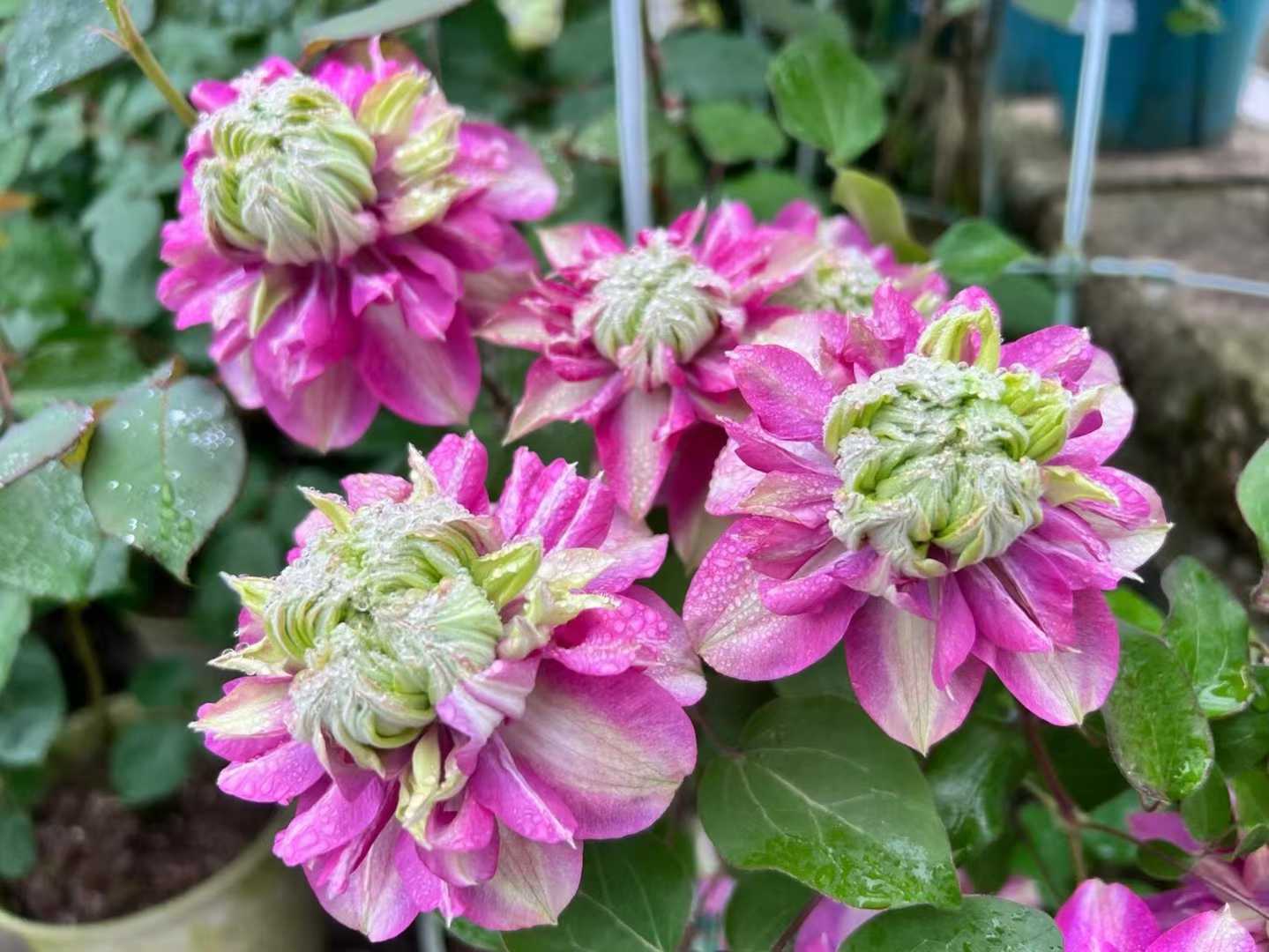 Clematis ' Kaiser | 皇帝‘  格宽皇