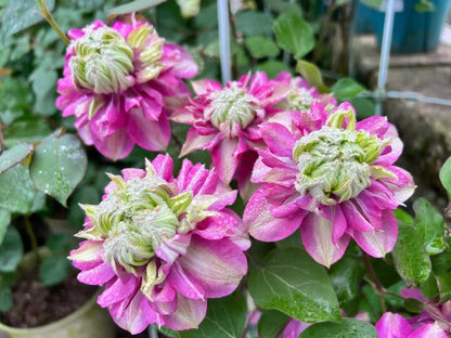 Clematis ' Kaiser | 皇帝‘  格宽皇