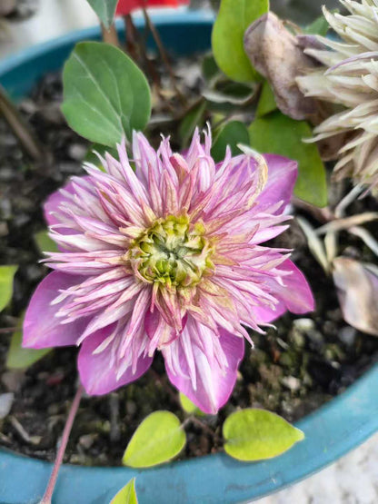Clematis ' Kaiser | 皇帝‘  格宽皇