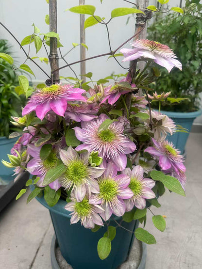 Clematis ' Kaiser | 皇帝‘  格宽皇