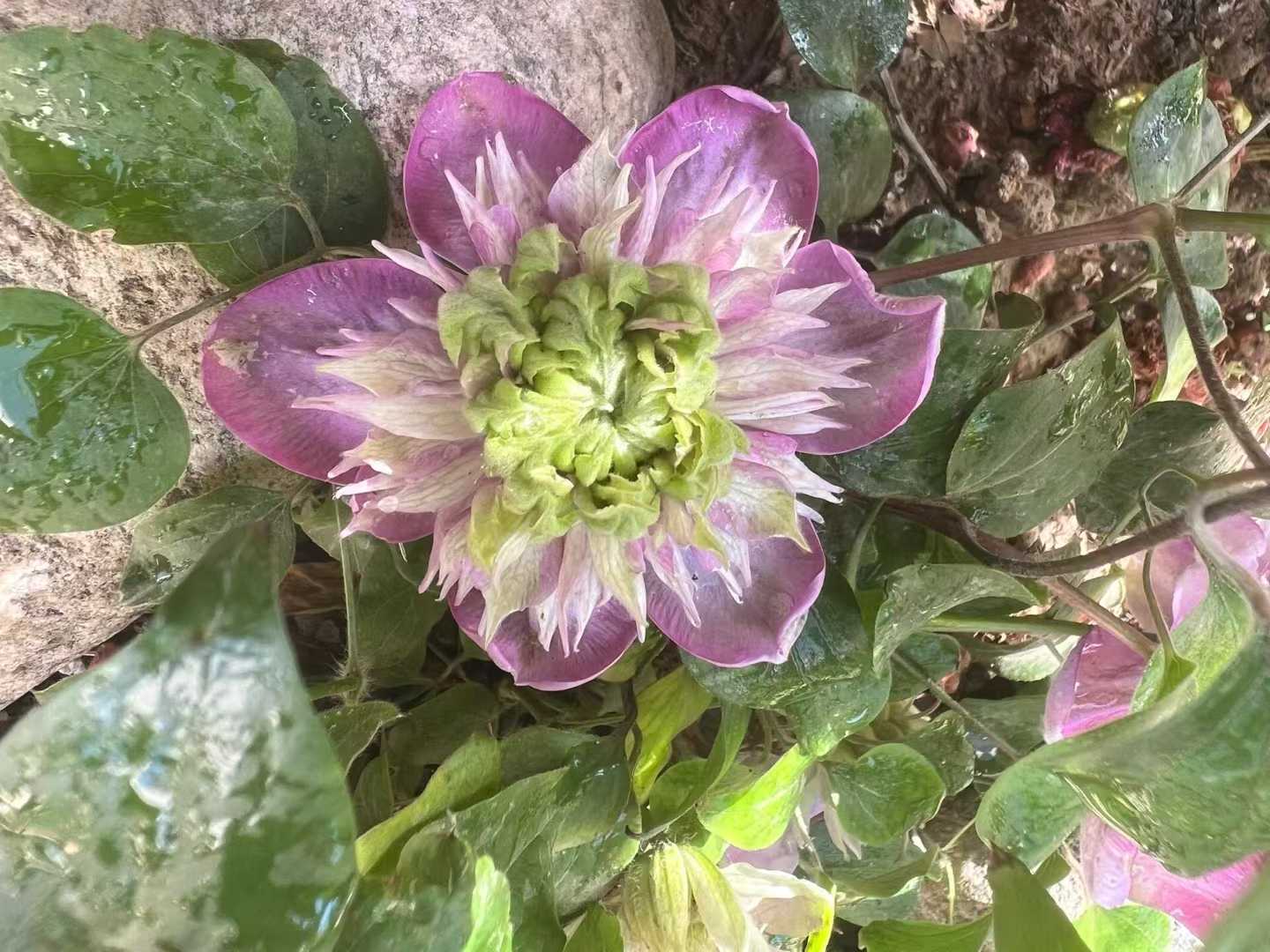 Clematis ' Kaiser | 皇帝‘  格宽皇