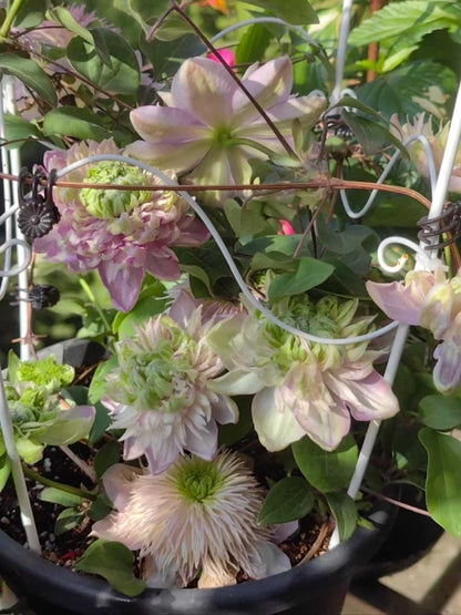Clematis ' Kaiser | 皇帝‘  格宽皇