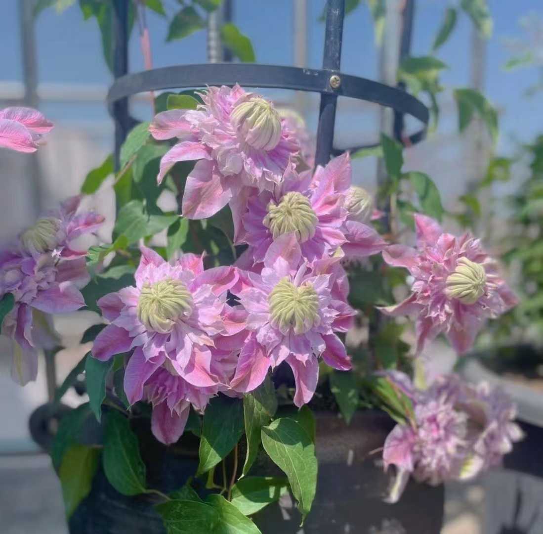 Clematis ' Josephine  | 约瑟芬