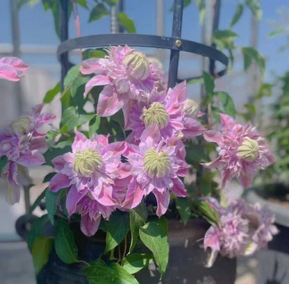 Clematis ' Josephine  | 约瑟芬