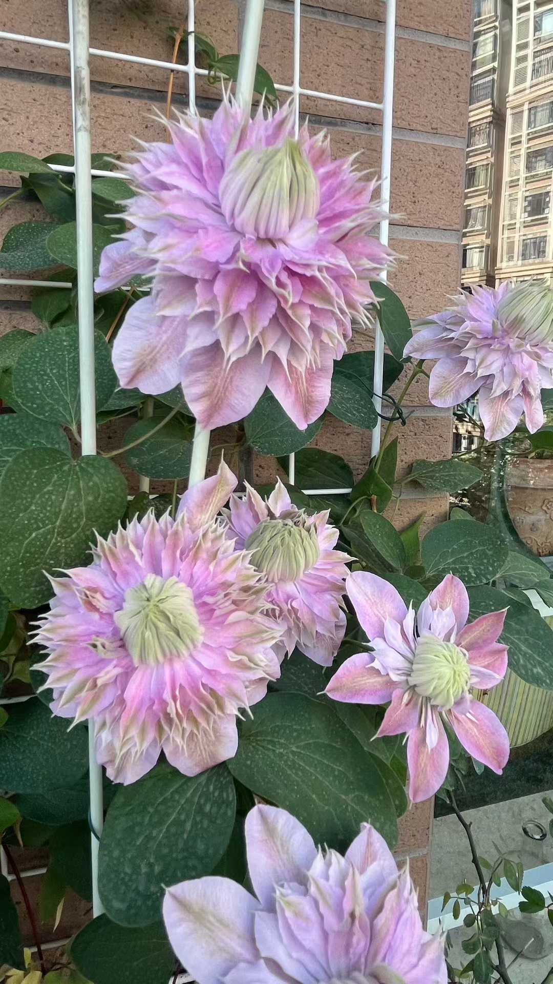 Clematis ' Josephine  | 约瑟芬