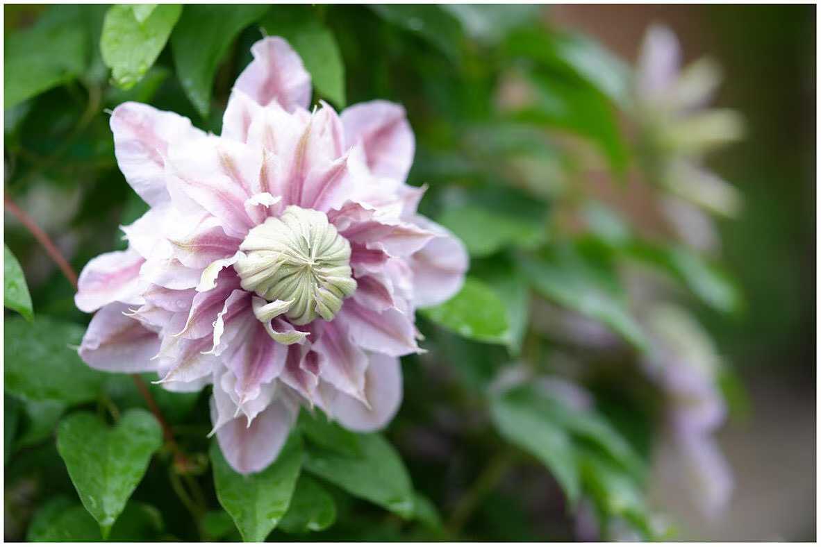 Clematis ' Josephine  | 约瑟芬