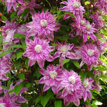 Clematis ' Josephine  | 约瑟芬
