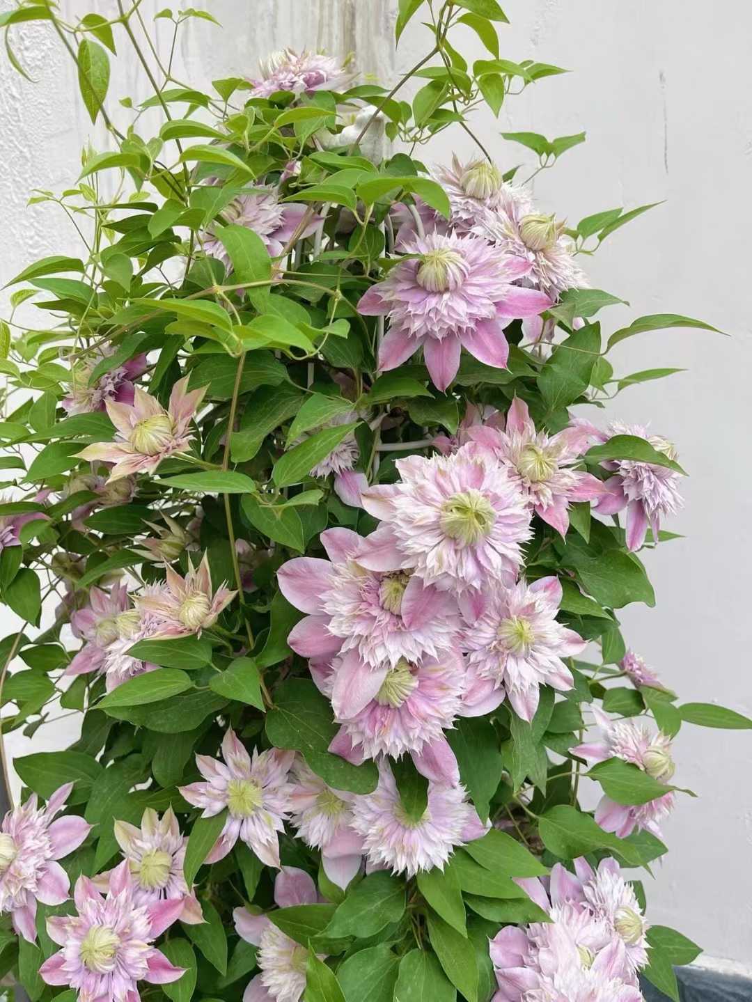 Clematis ' Josephine  | 约瑟芬