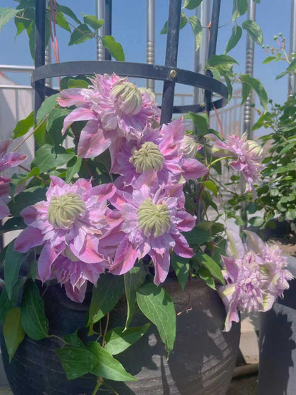 Clematis ' Josephine  | 约瑟芬