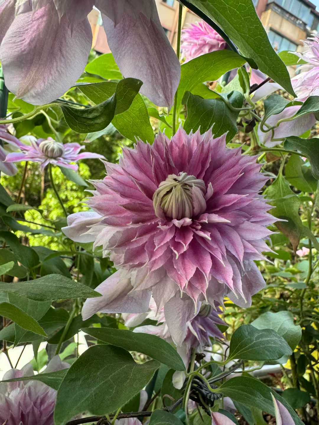 Clematis ' Josephine  | 约瑟芬
