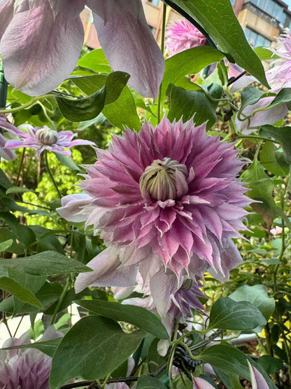 Clematis ' Josephine  | 约瑟芬
