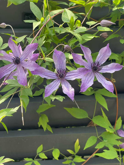 Clematis  ‘ Ryuusei | 流星