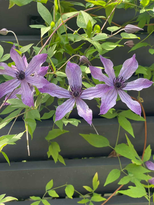 Clematis  ‘ Ryuusei | 流星