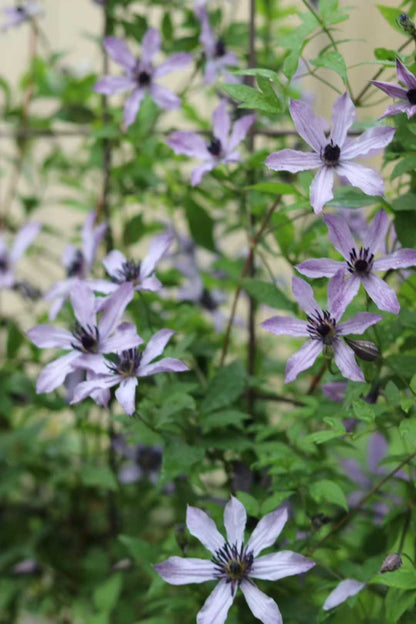 Clematis  ‘ Ryuusei | 流星