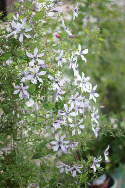 Clematis  ‘ Ryuusei | 流星