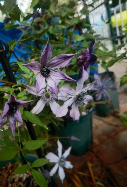 Clematis  ‘ Ryuusei | 流星