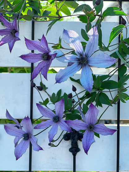 Clematis  ‘ Ryuusei | 流星