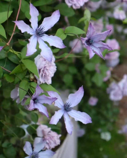 Clematis  ‘ Ryuusei | 流星