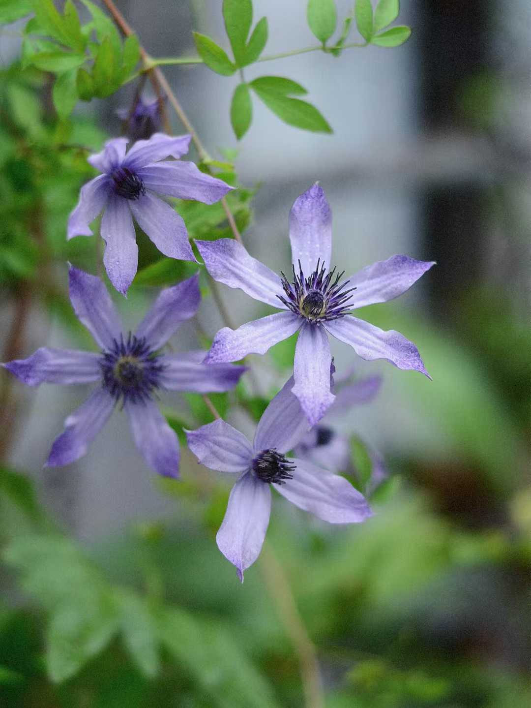Clematis  ‘ Ryuusei | 流星