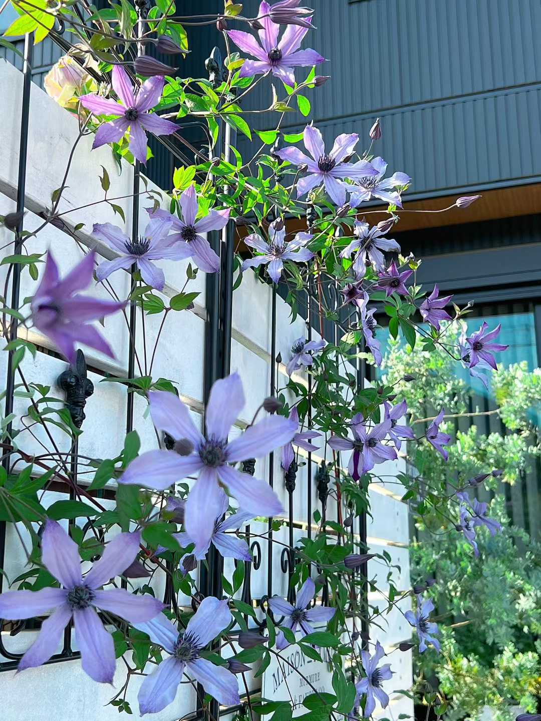 Clematis  ‘ Ryuusei | 流星