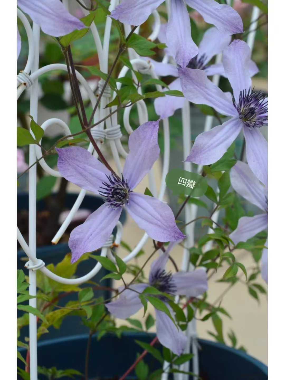 Clematis  ‘ Ryuusei | 流星